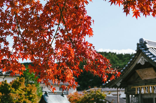 Traveler using a smartphone during autumn, surrounded by golden leaves, symbolizing global eSIM connectivity while abroad.