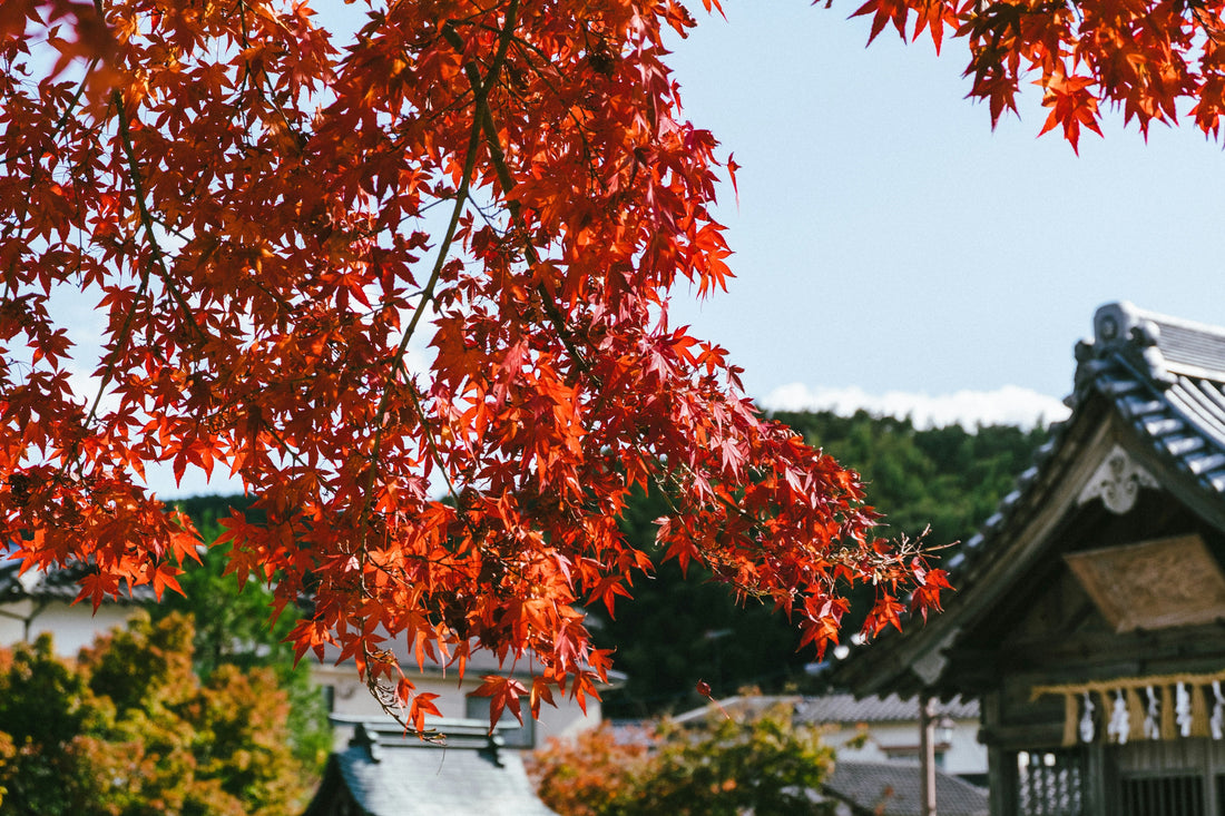 Traveler using a smartphone during autumn, surrounded by golden leaves, symbolizing global eSIM connectivity while abroad.
